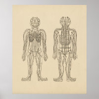 Acupunctie Meridian Pathways Points