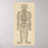 Acupunctie Meridian Pathways Points Poster (Voorkant)