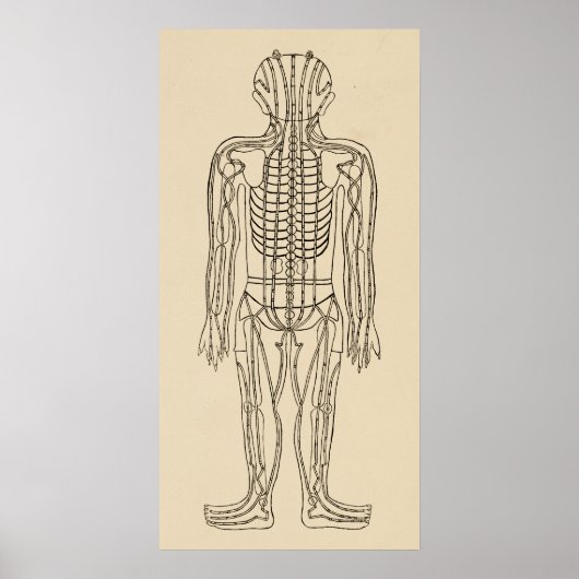 Acupunctie Meridian Pathways Points Poster (Voorkant)