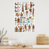 Acupunctie Meridian Points en Pathways Poster (Keuken)