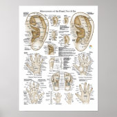 Acupunctie Microsystem points Poster (Voorkant)