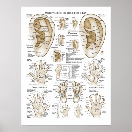 Acupunctie Microsystem points Poster (Voorkant)