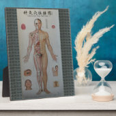 Acupunctie wijst volledige lichaamswandkunst fotoplaat (Zijkant)