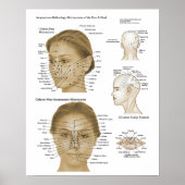 Acupunctiereflexologie Face & Head-microsystemen Poster (Voorkant)