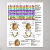 Acupuncture Dental Teeth Meridians Poster (Voorkant)