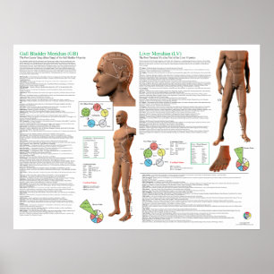 Acupunctuurpunten van de Levermeridiaan Poster