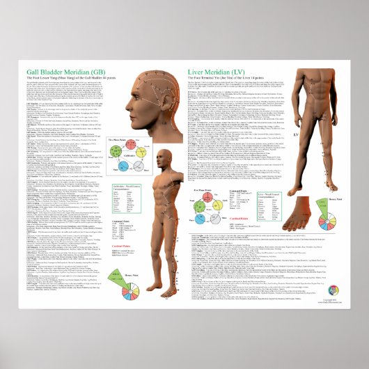 Acupunctuurpunten van de Levermeridiaan Poster (Voorkant)