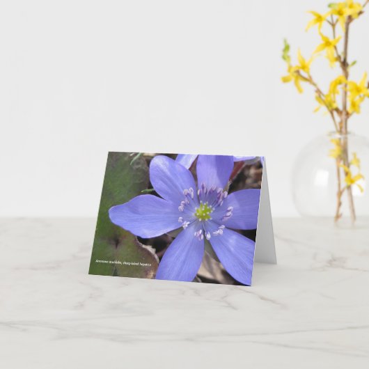 Acutiloba van de anemoon, scherp-lobed hepatica kaart (Gele Bloem)