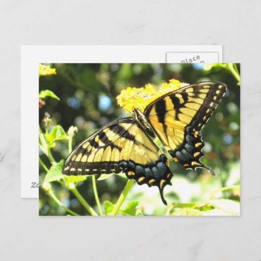 AD-Yellow Swallowtail Butterfly Briefkaart (Voorkant / Achterkant)