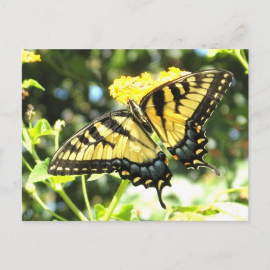 AD-Yellow Swallowtail Butterfly Briefkaart (Voorkant)