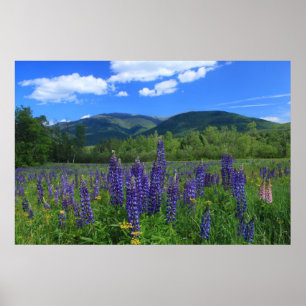 Adams en Lupines Presidentieel bereik koppelen Poster