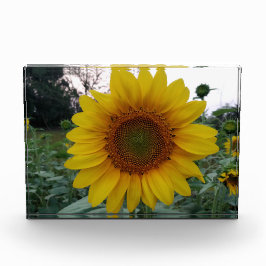 Add Sunshine with This Bold Sunflower Photo Block Fotoblokken