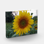 Add Sunshine with This Bold Sunflower Photo Block Fotoblokken (Links)