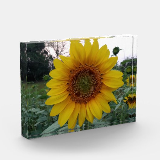 Add Sunshine with This Bold Sunflower Photo Block Fotoblokken (Links)