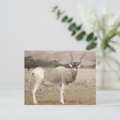 Addax Antelope Briefkaart (Staand voorkant)