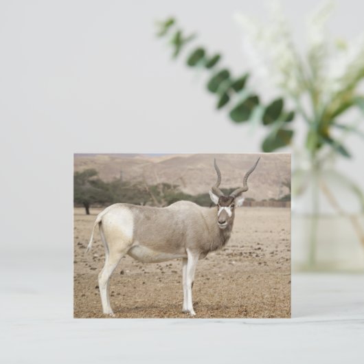 Addax Antelope Briefkaart (Staand voorkant)