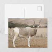 Addax Antelope Briefkaart (Voorkant / Achterkant)