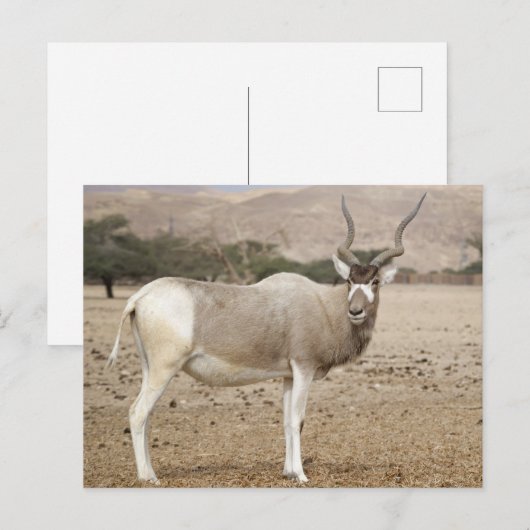 Addax Antelope Briefkaart (Voorkant / Achterkant)