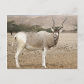 Addax Antelope Briefkaart (Voorkant)