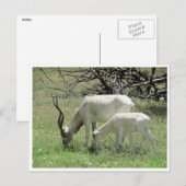addax briefkaart (Voorkant / Achterkant)