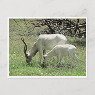 addax briefkaart