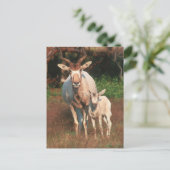 Addax / White Antelope / Screwhorne Antelope Briefkaart (Staand voorkant)