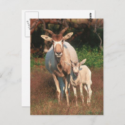Addax / White Antelope / Screwhorne Antelope Briefkaart (Voorkant / Achterkant)