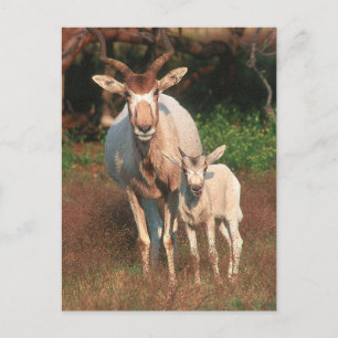 Addax / White Antelope / Screwhorne Antelope Briefkaart