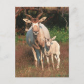 Addax / White Antelope / Screwhorne Antelope Briefkaart (Voorkant)