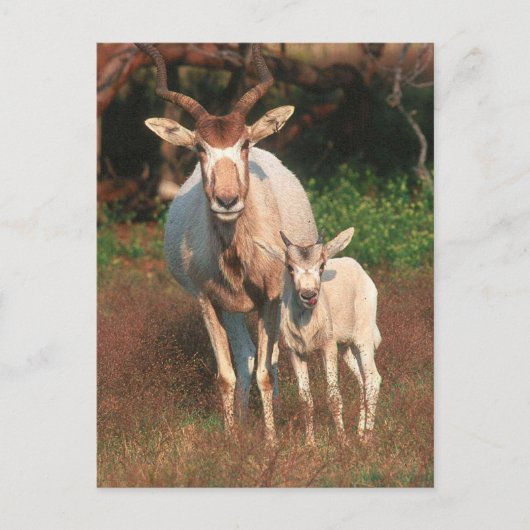 Addax / White Antelope / Screwhorne Antelope Briefkaart (Voorkant)