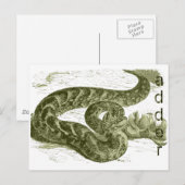 Adder (slang) briefkaart (Voorkant / Achterkant)