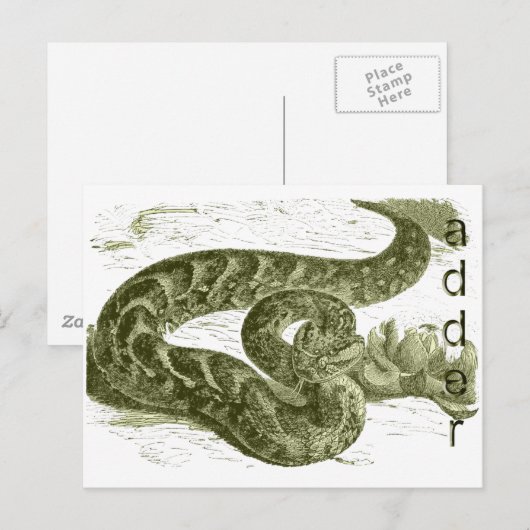 Adder (slang) briefkaart (Voorkant / Achterkant)