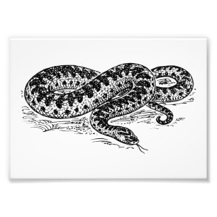 Adder Snake Foto Afdruk