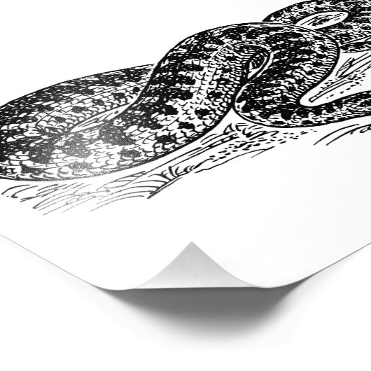 Adder Snake Foto Afdruk (Hoek)