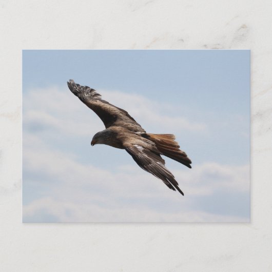 Adelaar aan de hemel briefkaart (Voorkant)