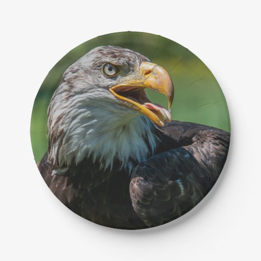 adelaar foto papieren bordje (Voorkant)