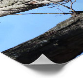 Adelaar op een tak poster (Hoek)