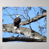 Adelaar op een tak poster (Voorkant)