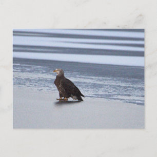 Adelaar op Frozen Lake Briefkaart
