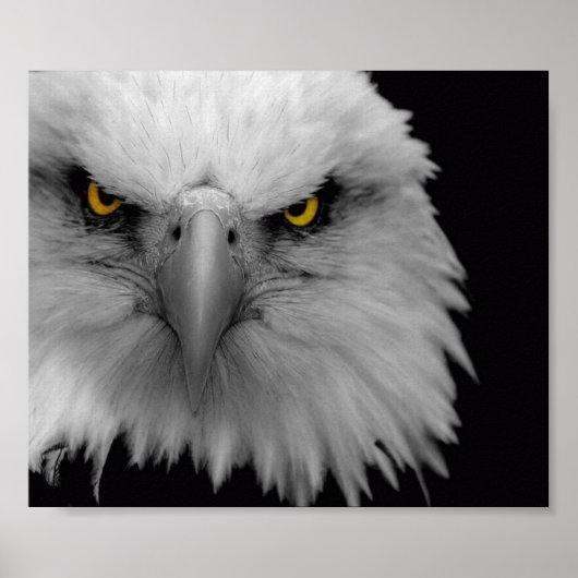 adelaar poster (Voorkant)