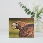 Adelaar, roofvogel briefkaart (Staand voorkant)