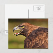 Adelaar, roofvogel briefkaart (Voorkant / Achterkant)