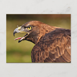 Adelaar, roofvogel briefkaart