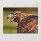 Adelaar, roofvogel briefkaart (Voorkant)