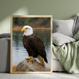 Adelaar van de Stille Kusten Canvas Afdruk