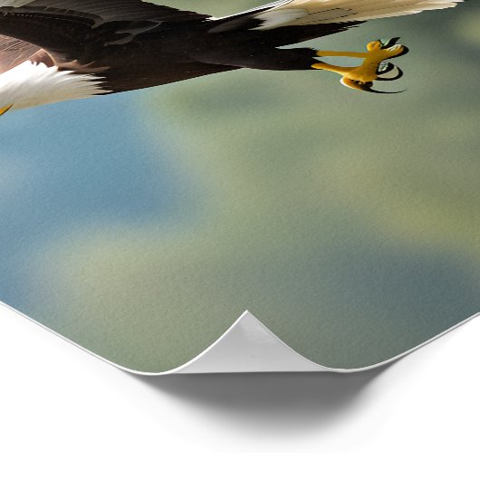 Adelaar zweeft door de lucht poster (Hoek)