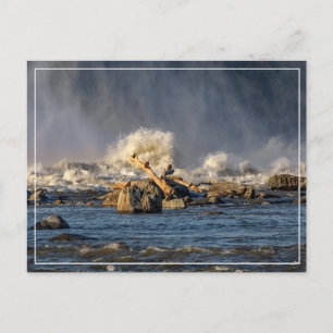 Adelaars en ruw water briefkaart