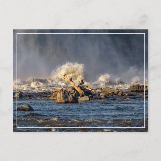 Adelaars en ruw water briefkaart (Voorkant)