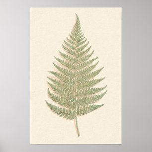 Adelaarsvaren botanische studiereclameposter poster