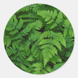 Adelaarsvaren met regendruppels, Washington State Ronde Sticker